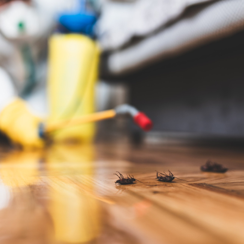 Diagnóstico de Plagas